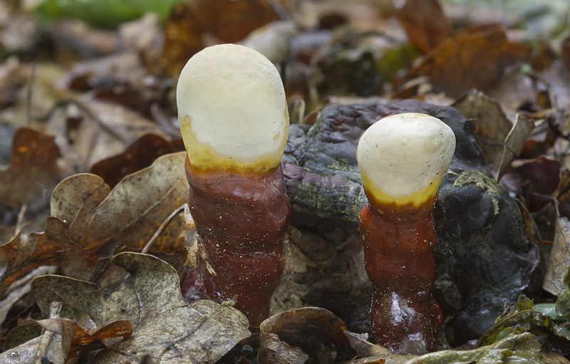 Ganoderma lucidum